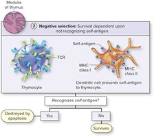 Negative selection of T-lymphocytes