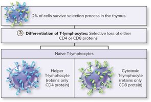 Differentiation of T-lymphocytes