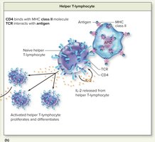 Activation of helper T-lymphocytes