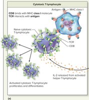 Activation of cytotoxic T-lymphocytes