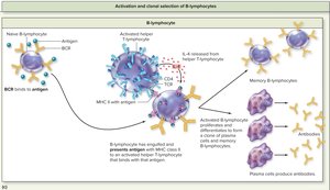 Activation and clonal selection of B-lymphocytes