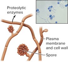 Fungal structure with spores and enzymes