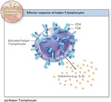 Effector response of helper T-lymphocytes
