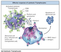 Effector response of cytotoxic T-lymphocytes