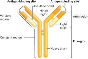Antibody structure with labeled regions