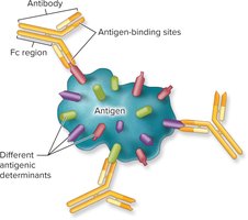 Variable regions of an antibody