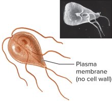 Protozoan structure