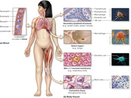 Primary locations of immune cells in the body