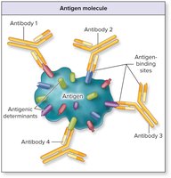 Antigen molecule with multiple antigenic determinants and antibody binding sites