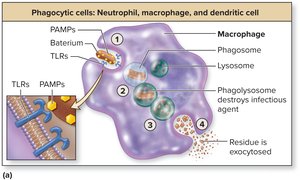 Phagocytic cell engulfing and destroying a bacterium