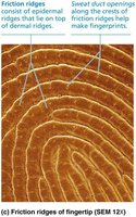 Friction ridges of fingertip