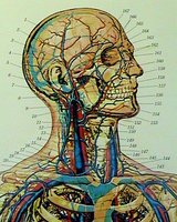 Anatomical diagram of the head and neck showing blood vessels, nerves, and skeletal structures