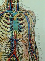 Anatomical diagram of the upper torso showing ribs, vertebral column, and blood vessels