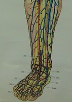 Anatomical diagram of the leg and foot showing blood vessels and nerves