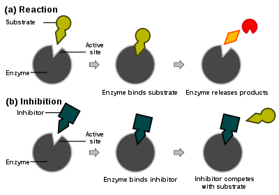 Enzyme inhibition and modulation