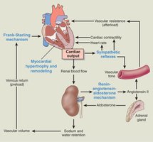 Cardiac output regulation