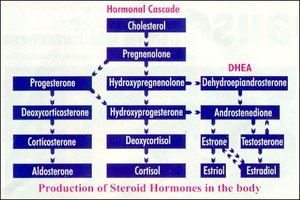 Steroid hormone synthesis pathway