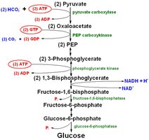 Gluconeogenesis pathway