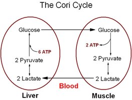 The Cori Cycle