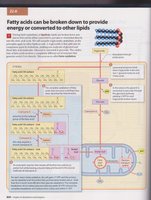 Fatty acid breakdown and metabolism