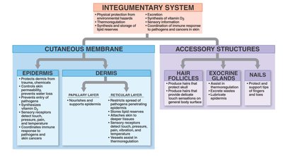 Diagram of the integumentary system and its components