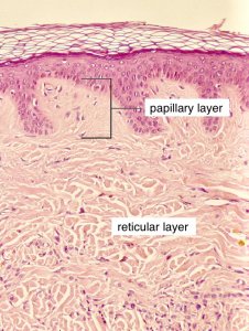 Histological section showing papillary and reticular layers