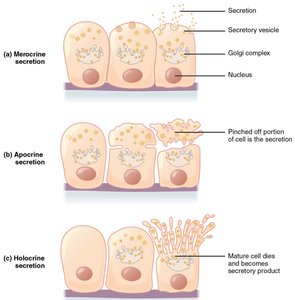 Diagram and histology of apocrine and merocrine sweat glands
