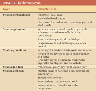 Table of epidermal layers and their characteristics