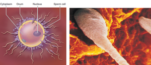 Fertilization: sperm cell meeting ovum