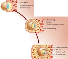 Implantation and early development of the blastocyst