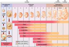 Critical periods of prenatal development and risk of birth defects