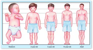 Developmental changes in body proportions from infancy to adulthood
