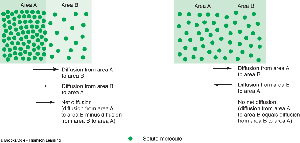 Diffusion across a membrane, showing movement from high to low concentration