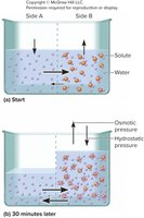 Osmosis: movement of water and solute across a membrane, showing osmotic and hydrostatic pressure