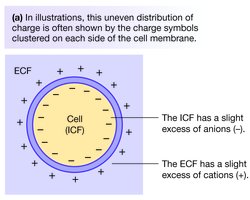 Resting membrane potential: distribution of charges across the cell membrane