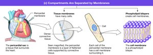 Illustration showing tissue and cell membranes, including the phospholipid bilayer