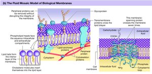 Fluid mosaic model of the plasma membrane, showing lipids, proteins, and carbohydrates