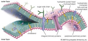 Detailed structure of the lipid bilayer with integral and peripheral proteins