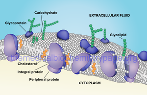 Carbohydrates on the plasma membrane, showing glycoproteins and glycolipids