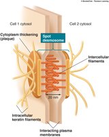 Desmosome structure between two cells