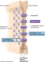Gap junctions between two cells, showing passage of ions and small molecules