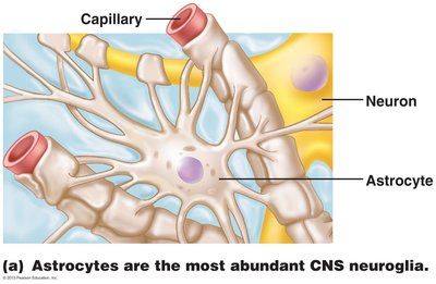 Anatomy & Physiology Nervous System Study Guide | Notes