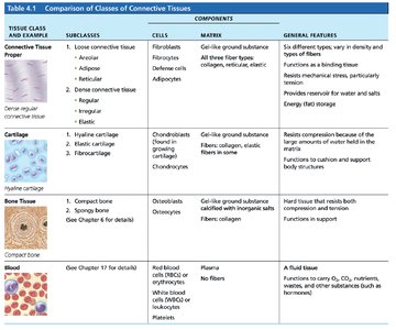 Comparison of Classes of Connective Tissues table