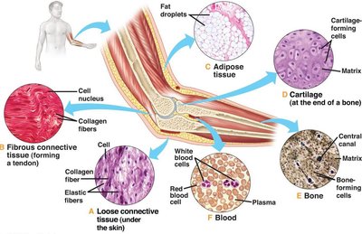 Examples of connective tissues in the body
