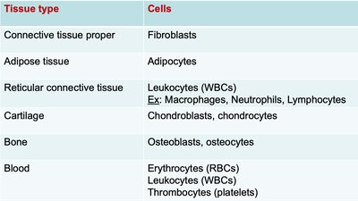 Table of connective tissue cell types