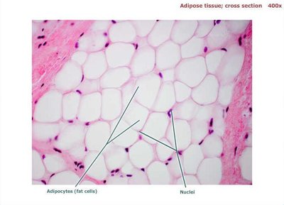 Adipose connective tissue
