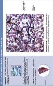 Reticular connective tissue