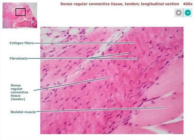 Dense regular connective tissue (tendon)