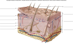 Labeled diagram of the skin showing epidermis, dermis, and hypodermis with associated structures