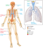 Bones and cartilages of the human skeleton